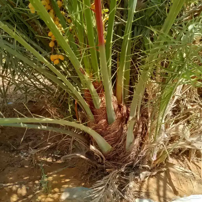 فسايل مجدول سكري اخلاص 0