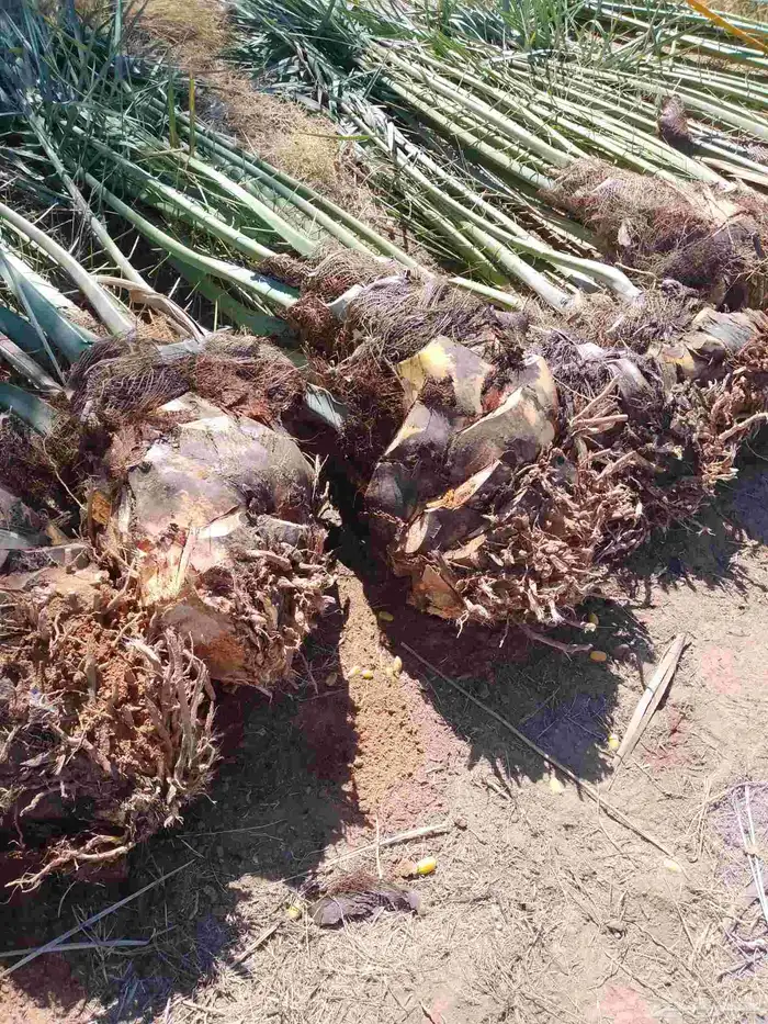 يوجد لدينا جميع انواع انخل 1