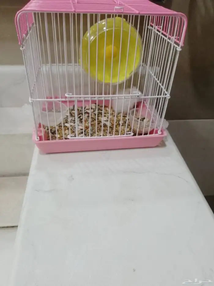 هامستر للبيع مع القفص 0