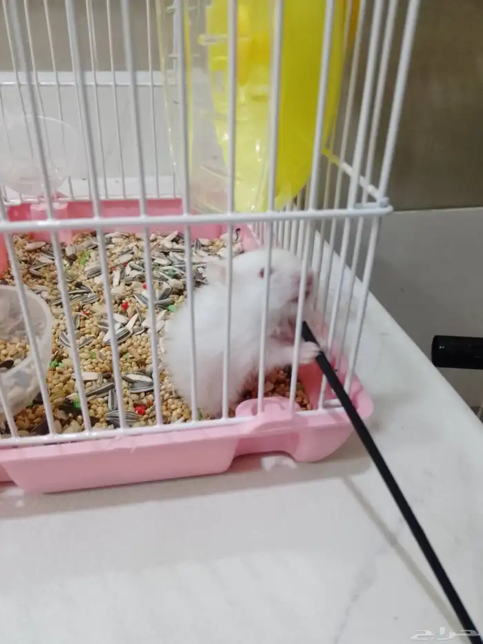 هامستر للبيع مع القفص 2