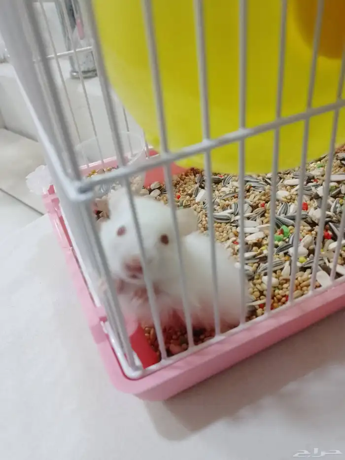 هامستر للبيع مع القفص 4