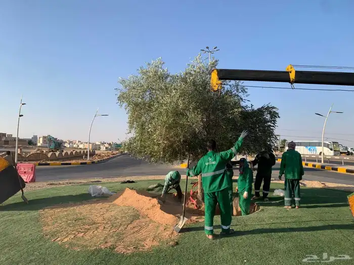 اشجار زيتون كبير زينه 6