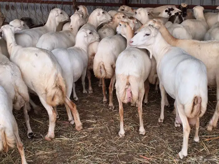 يوجد لدينا ضان رفيديات للبيع العدد 80 راس دوافع قرايب مضاريع 0