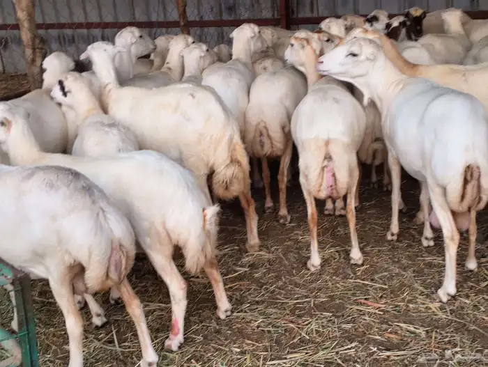 يوجد لدينا ضان رفيديات للبيع العدد 80 راس دوافع قرايب مضاريع 1