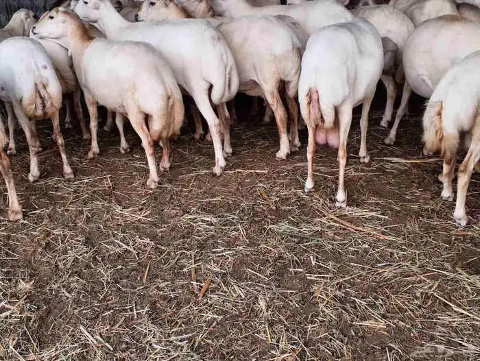 يوجد لدينا ضان رفيديات للبيع العدد 100راس دوافع مضاريع قرايب 0