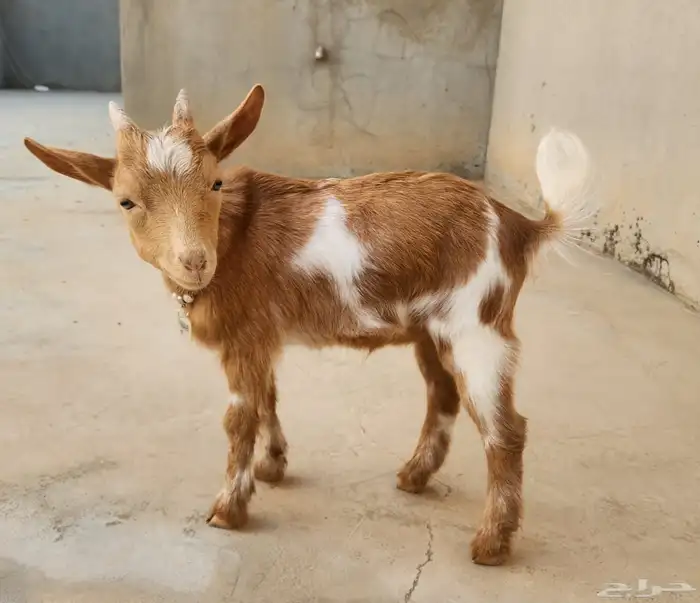 ماعز قزم تشيكي 1
