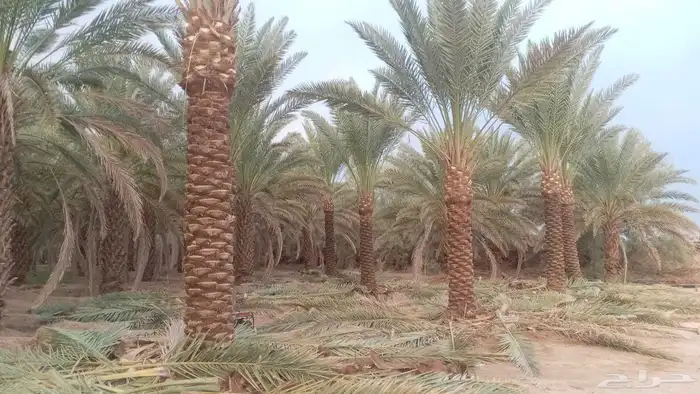 أشجار زيتون ونخل مثمرللبيع وأشجار بريه وتركيب الشبوك 0