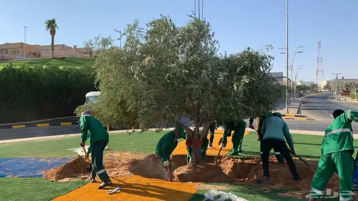 اشجار زيتون كبير زينه 4