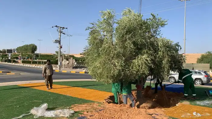 اشجار زيتون كبير زينه 5