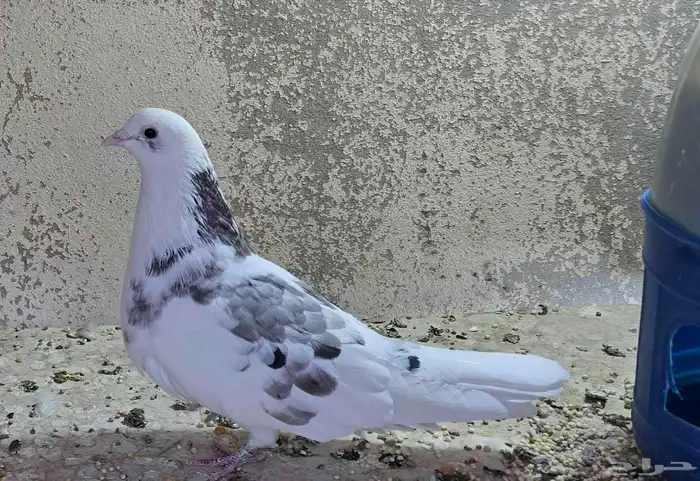 حمام لوت للبيع الرياض 5