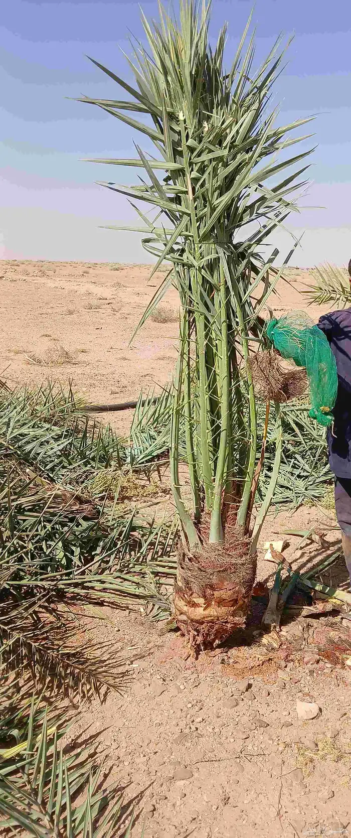 مشاءالله تبارك الله نخل وصل اليوم 3