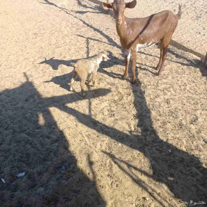 معزا خلفات ودفيع مقاريب 12