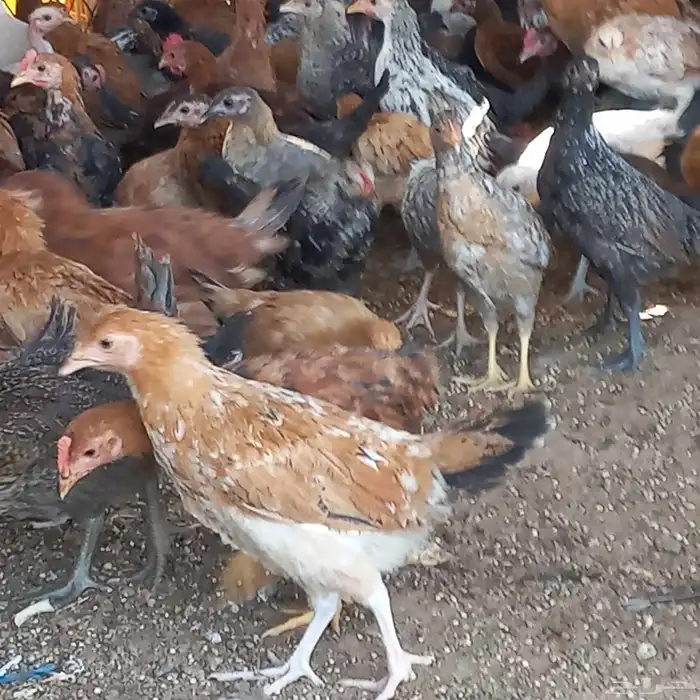 فروخ دجاج بلدي 0