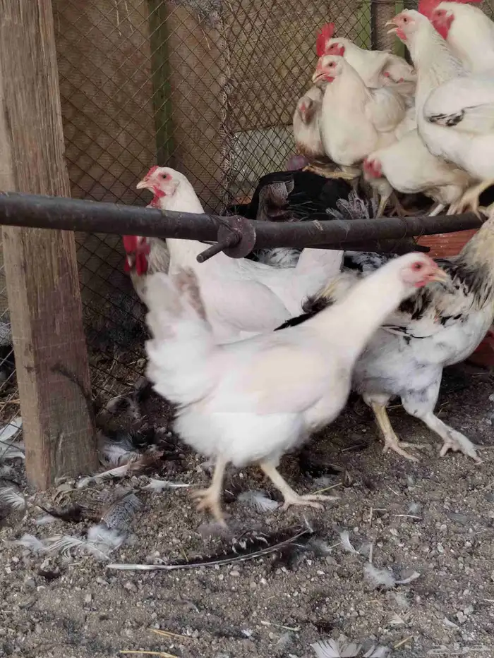 دجاج لوهمان 1