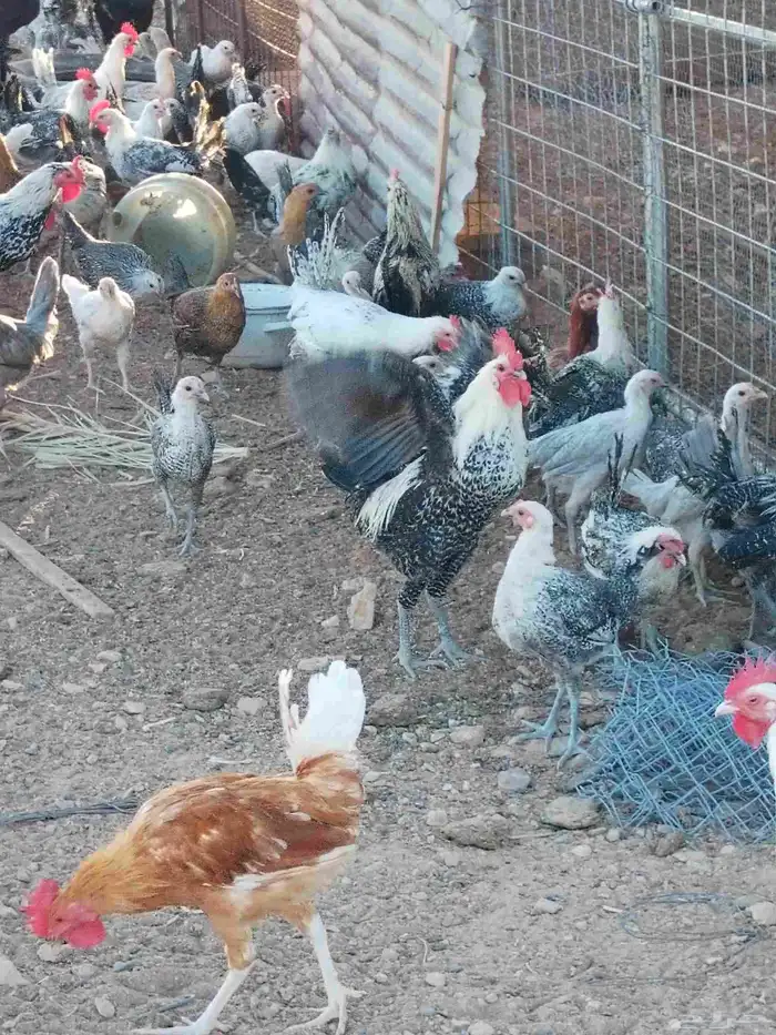 دجاج و ديوك بلدي العمر سته الشهر و دجاج وديوك فيوم نفس العمر 2