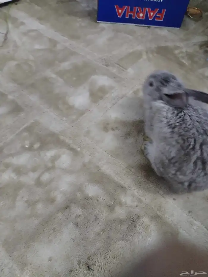 4 ارانب اليفة ولعوبة للبيع 7