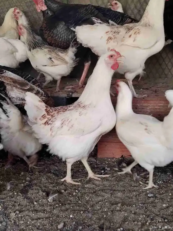 دجاج لوهمان 2