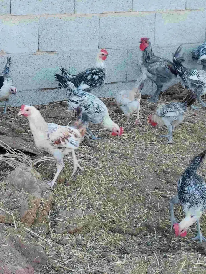 دجاج و ديوك بلدي العمر سته الشهر و دجاج وديوك فيوم نفس العمر 11