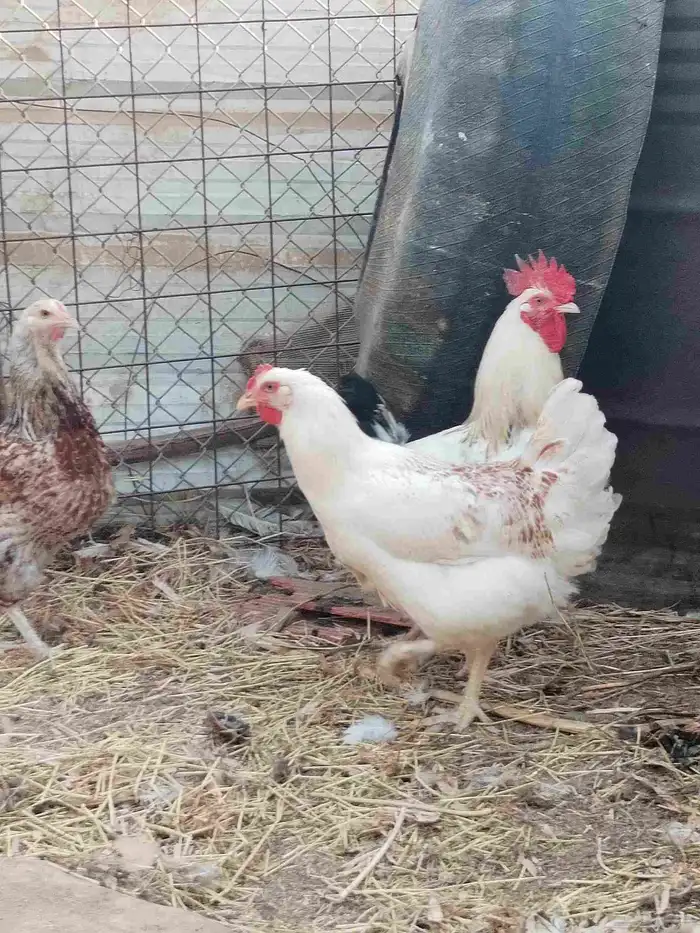 دجاج لوهمان 0