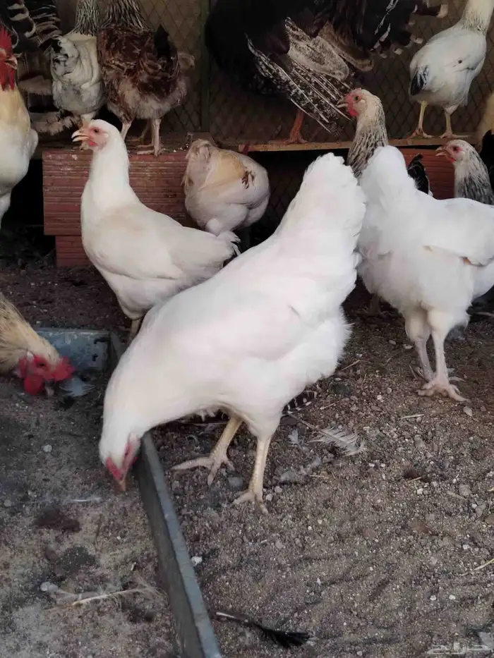 دجاج لوهمان 5