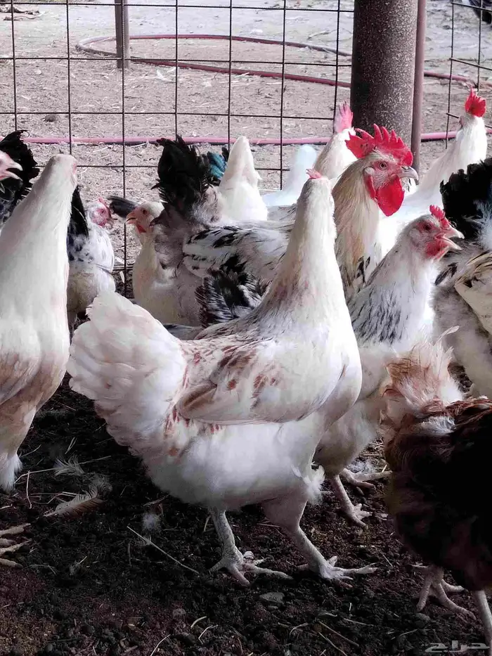 دجاج لوهمان 4