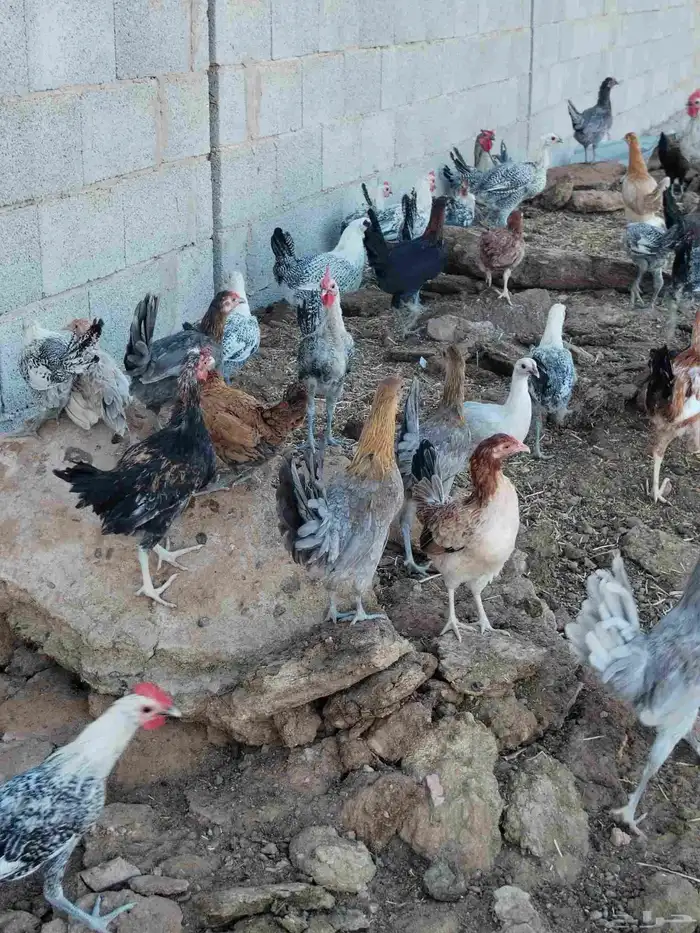 دجاج و ديوك بلدي العمر سته الشهر و دجاج وديوك فيوم نفس العمر 17