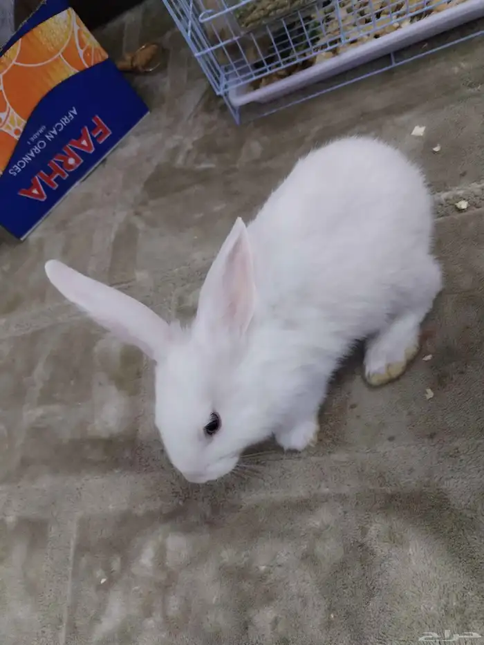 4 ارانب اليفة ولعوبة للبيع 2