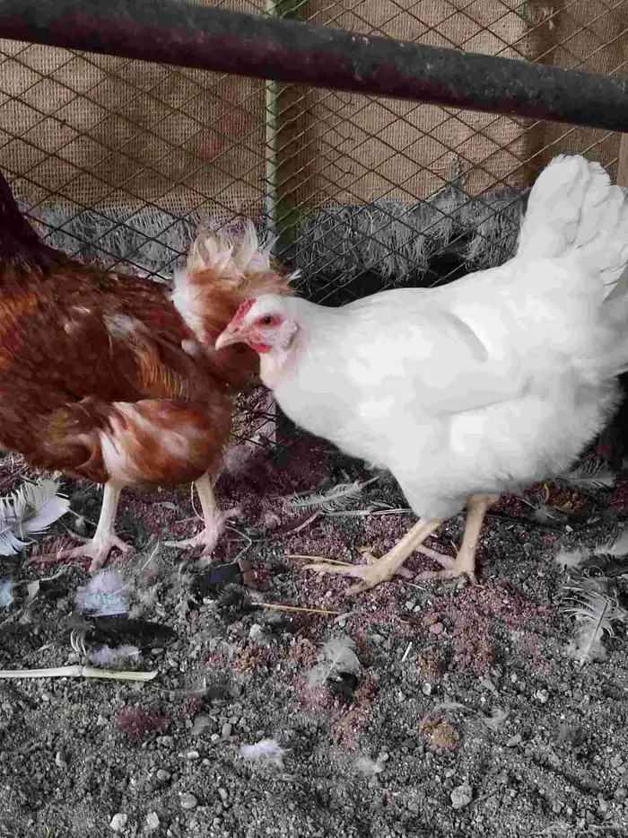 دجاج لوهمان 3