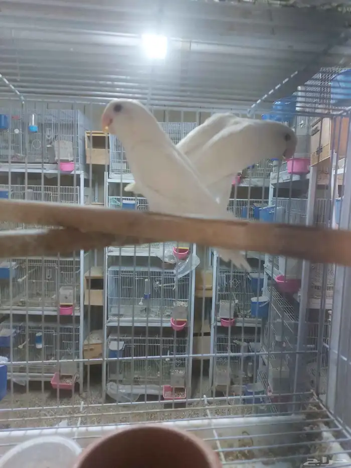 جوز روز البينو مع فروخه 1