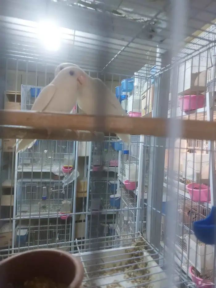 جوز روز البينو مع فروخه 0