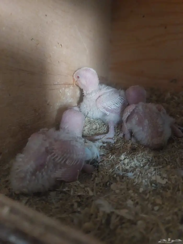 جوز روز البينو مع فروخه 3