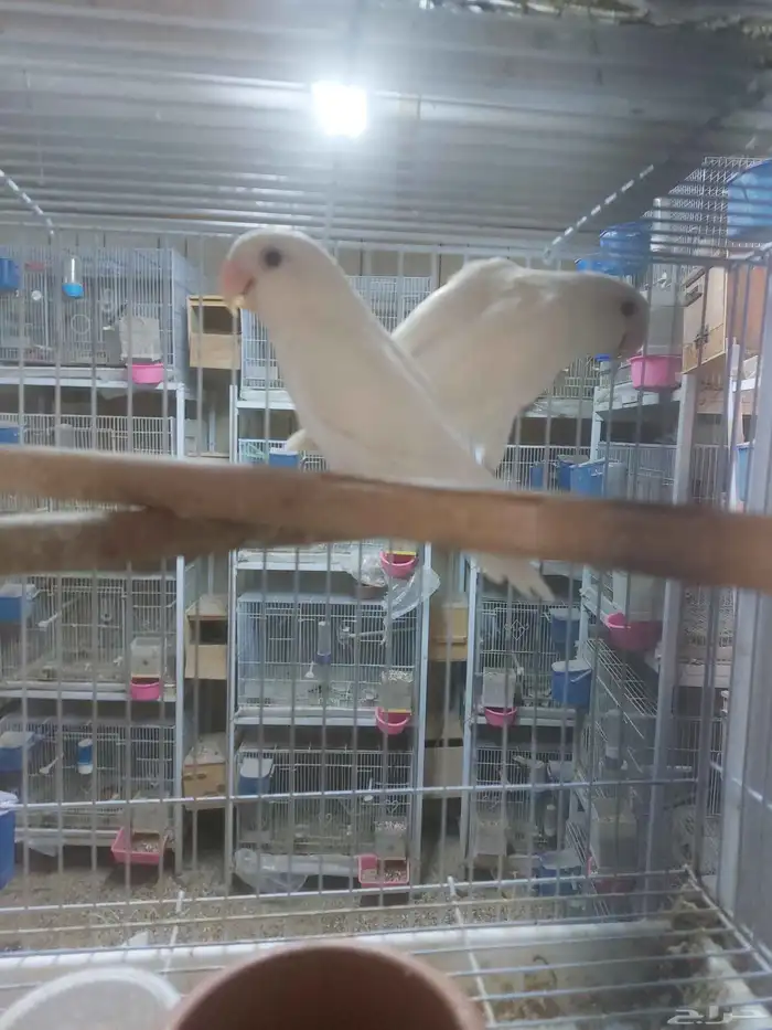 جوز روز البينو مع فروخه 2