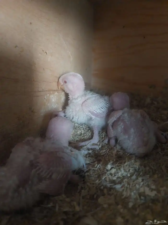 جوز روز البينو مع فروخه 4