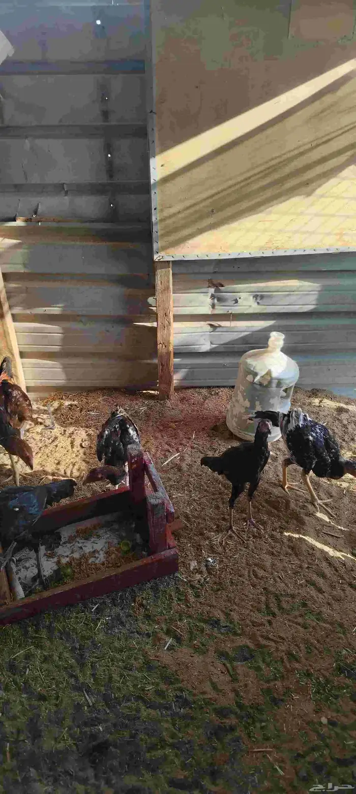 دجاج باكستاني العدد 12 1