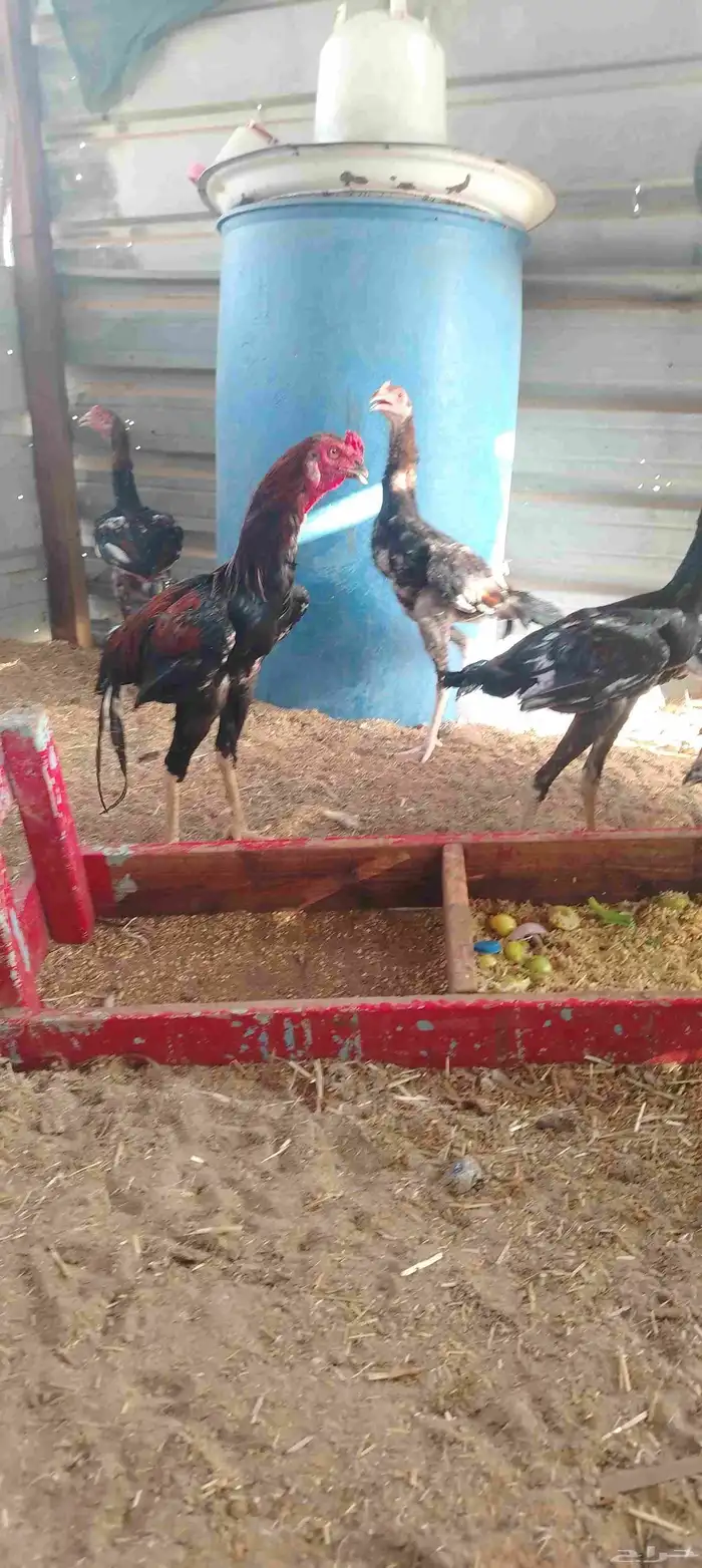 دجاج باكستاني العدد 12 2