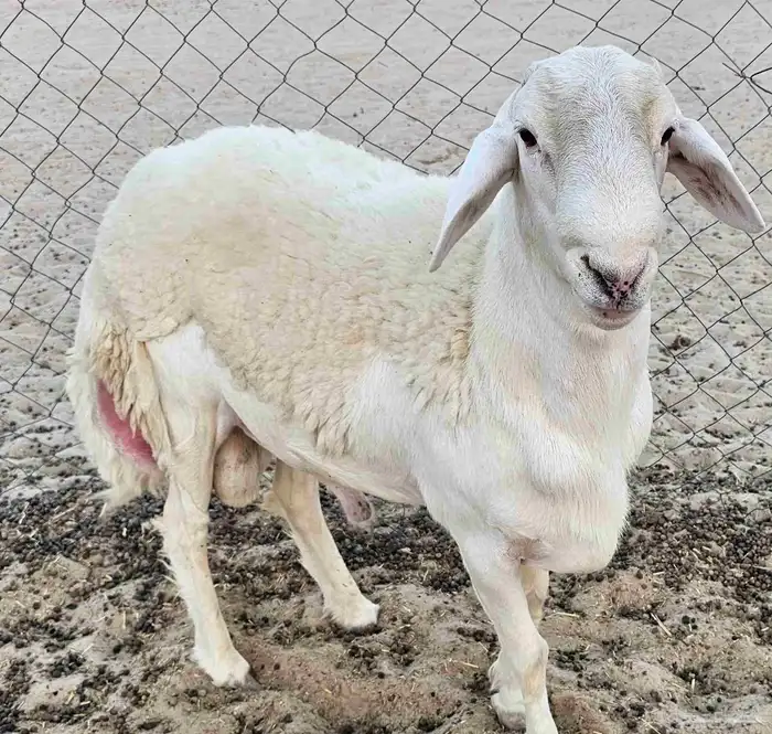 فحل حري كفو ثني 0