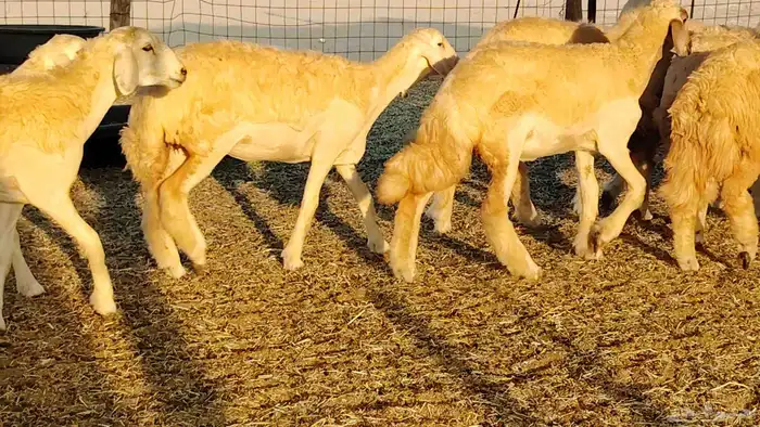 رخال مقاني صنف نخبه العدد 81 بالفحل رخال نخبه 29