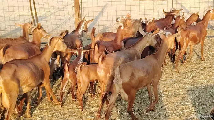 معزا محايلي خلفات 16 تحتها 16 معزا صنف 18