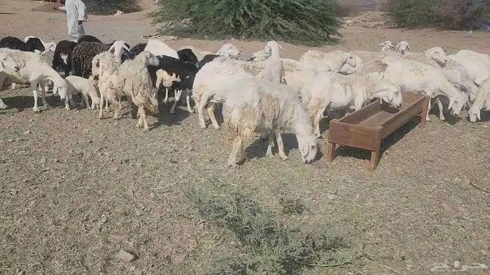 ضان مقاني بفحلها 12