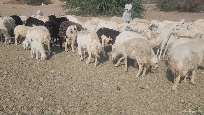 ضان مقاني بفحلها 0