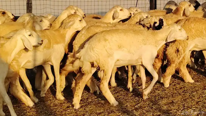 رخال مقاني صنف نخبه العدد 81 بالفحل رخال نخبه 7