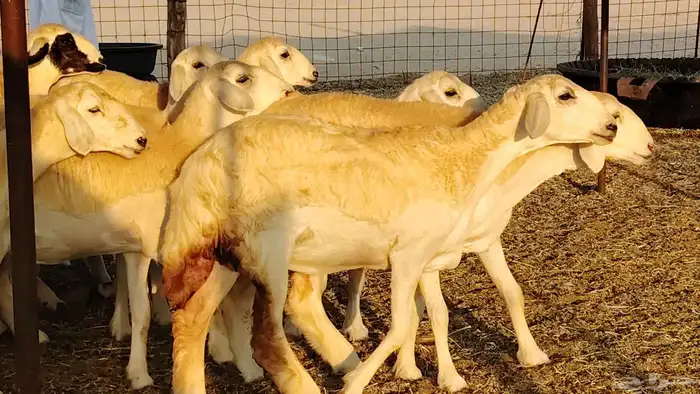 رخال مقاني صنف نخبه العدد 81 بالفحل رخال نخبه 6