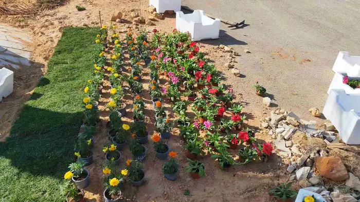 ثيل طبيعي سي 2000 درجه أولى تركيب توريد 3