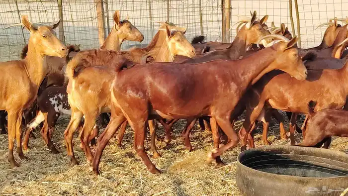 معزا محايلي خلفات 16 تحتها 16 معزا صنف 10