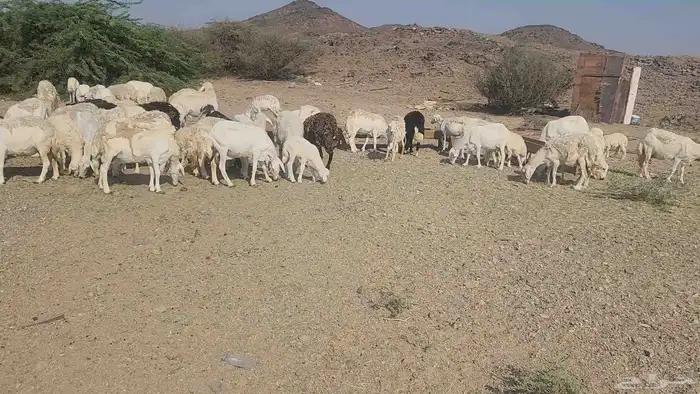 ضان مقاني بفحلها 1