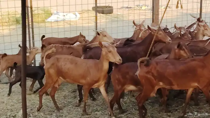 معزا محايلي خلفات 16 تحتها 16 معزا صنف 3