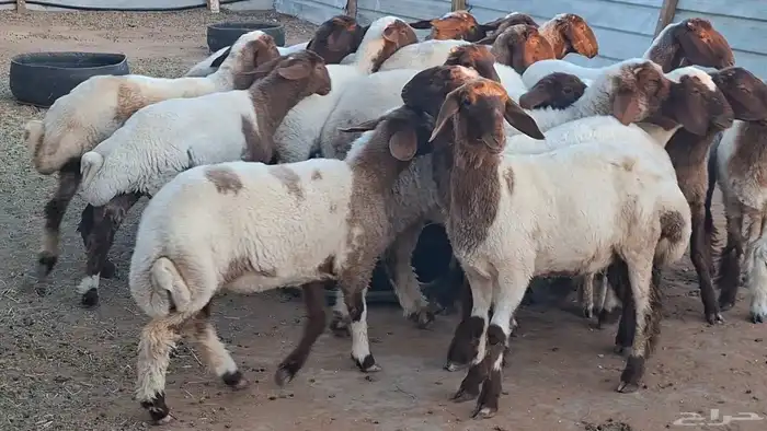 ذبايح نعيم 1350 3