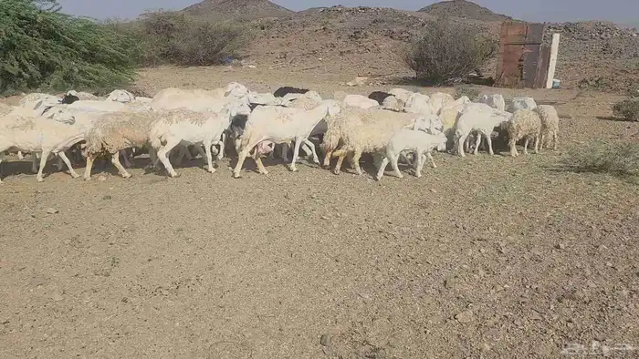 ضان مقاني بفحلها 10