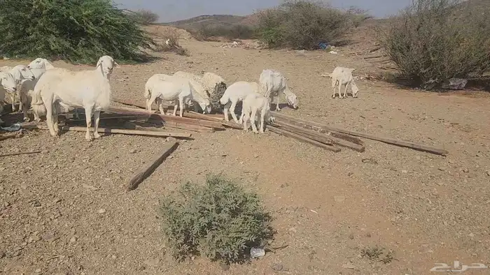 ضان مقاني بفحلها 8