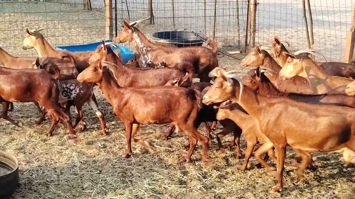 معزا محايلي خلفات 16 تحتها 16 معزا صنف 1